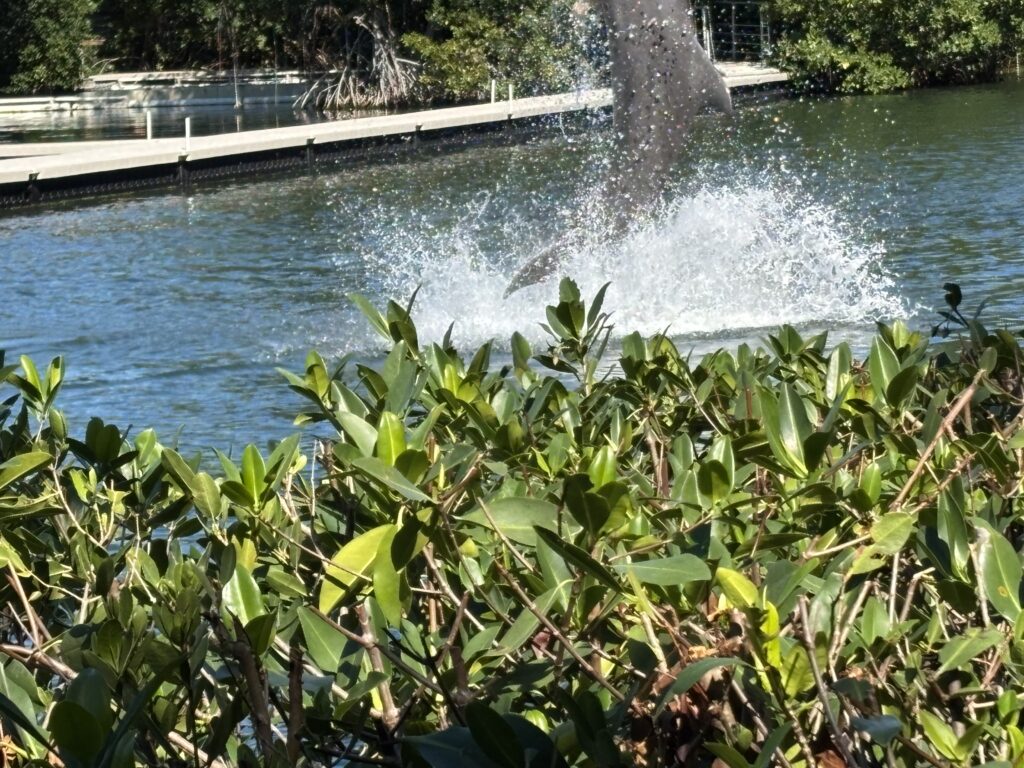 a dolphin jumping out of water