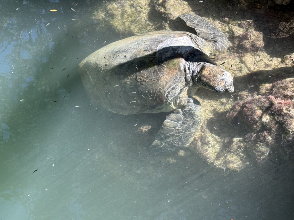 a turtle in the water