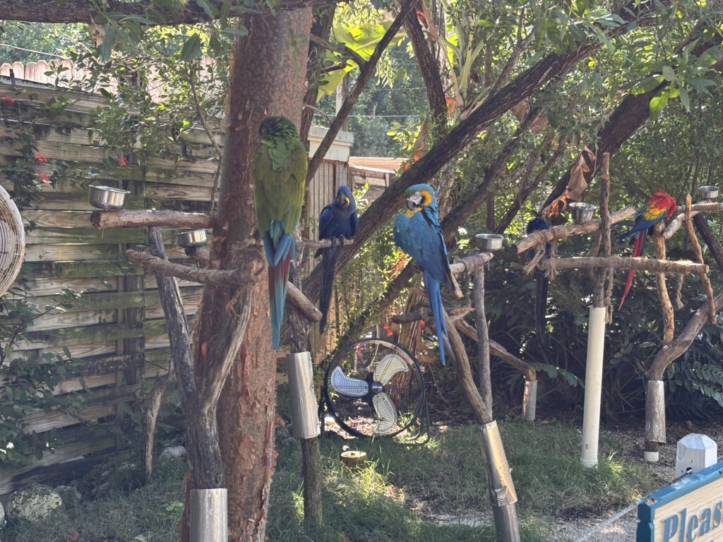 a group of birds on a tree branch