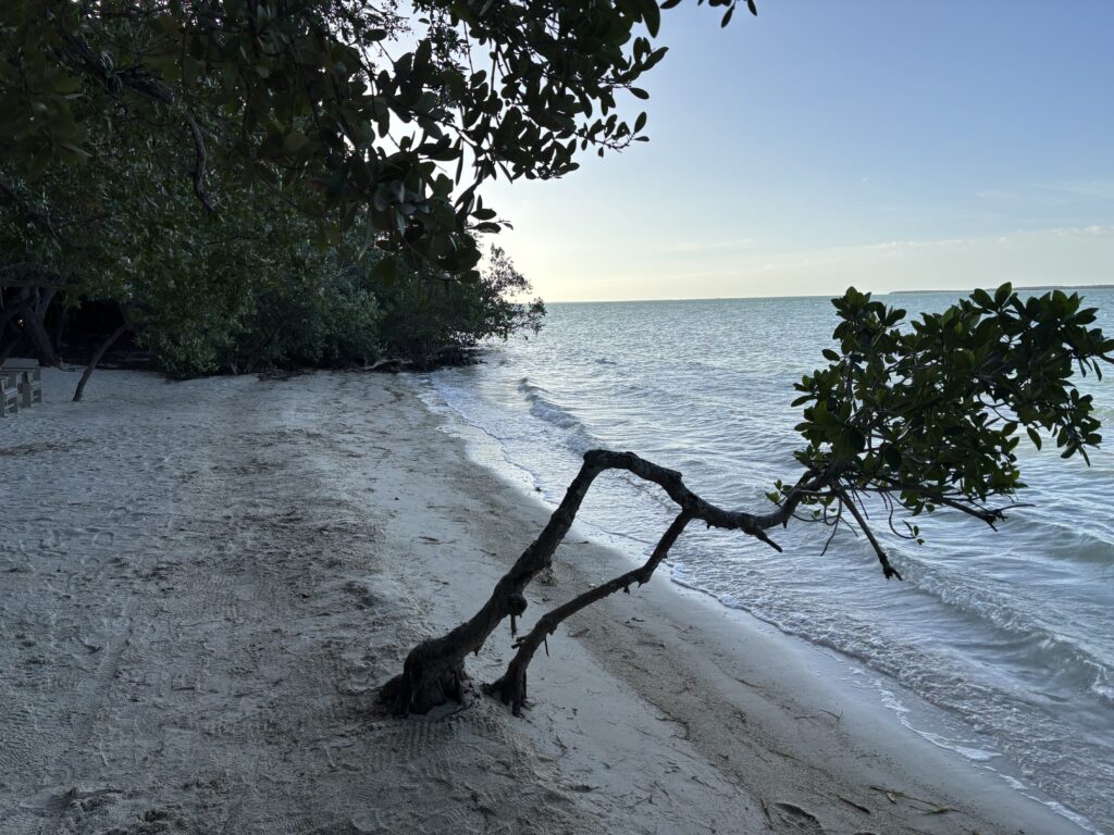 a tree on a beach