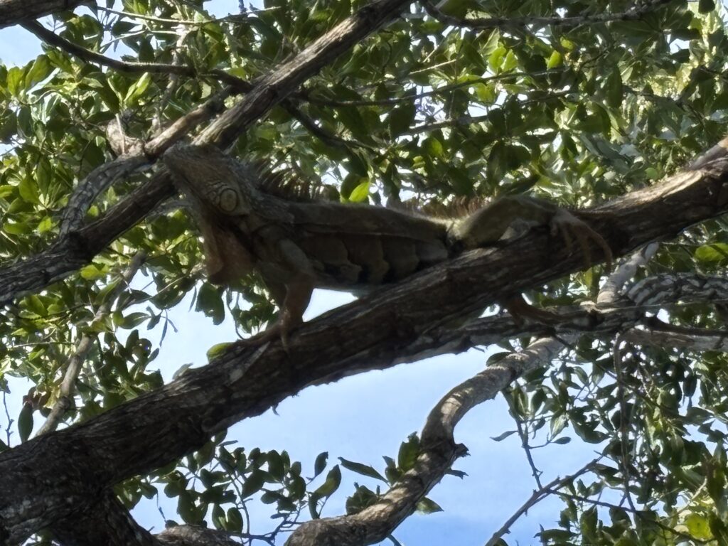 a lizard on a tree branch
