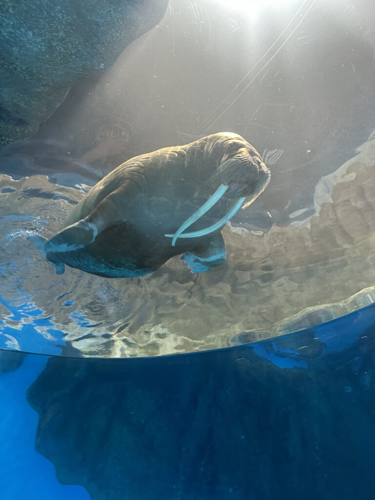 a walrus swimming in water