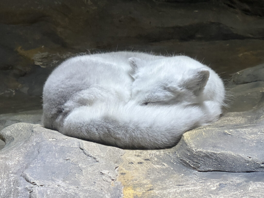 a white fox curled up on a rock