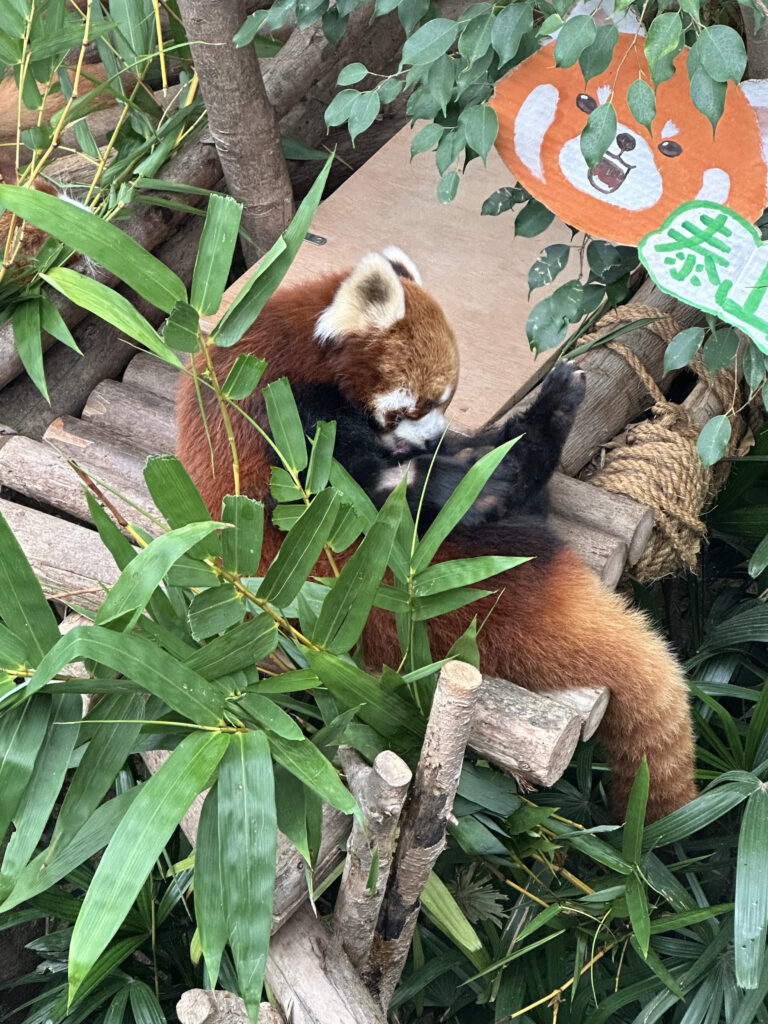 a red panda sitting on a bench in a zoo exhibit