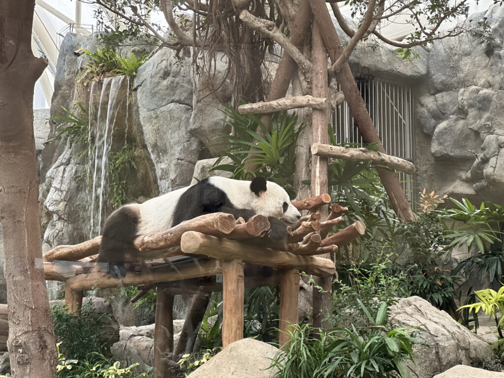 a panda lying on a wooden structure