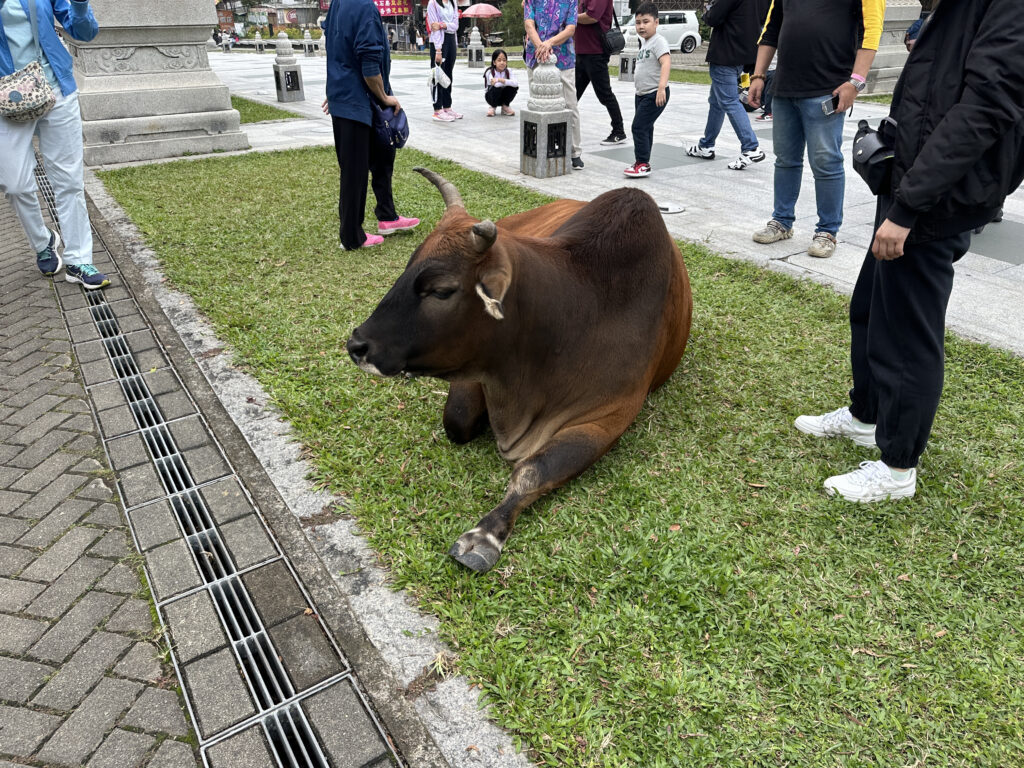 a cow lying on grass with people around