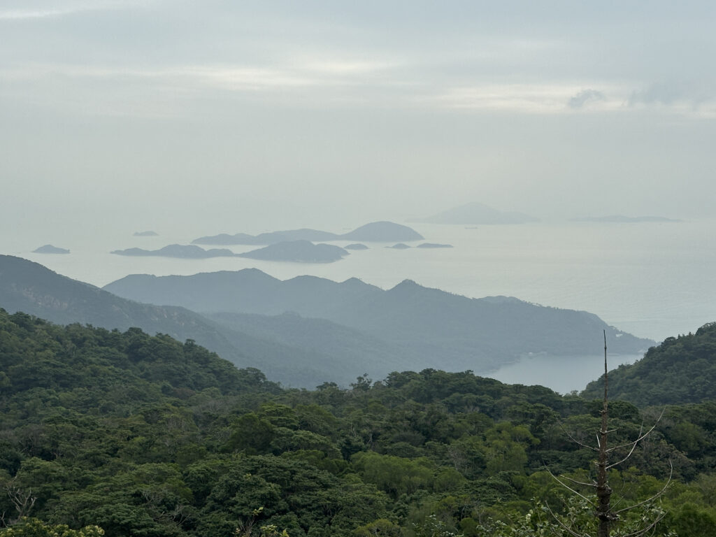 a view of a forest and the ocean