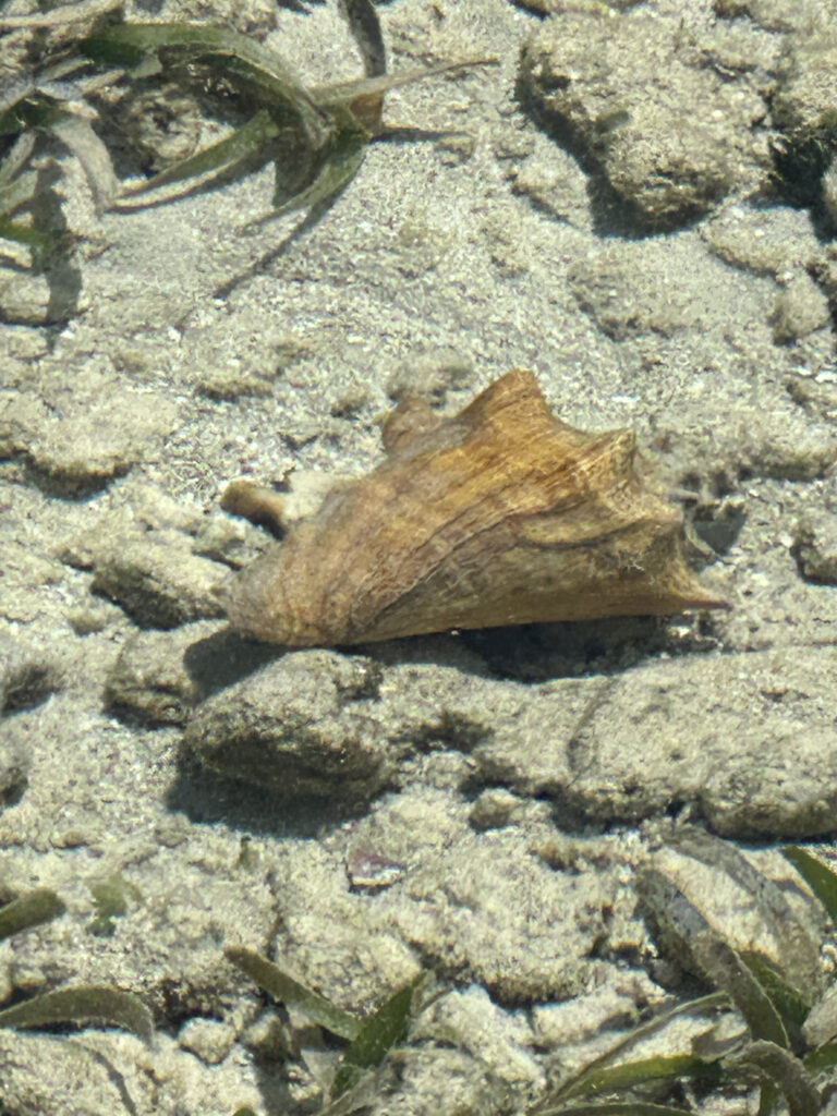 a shell on the sand