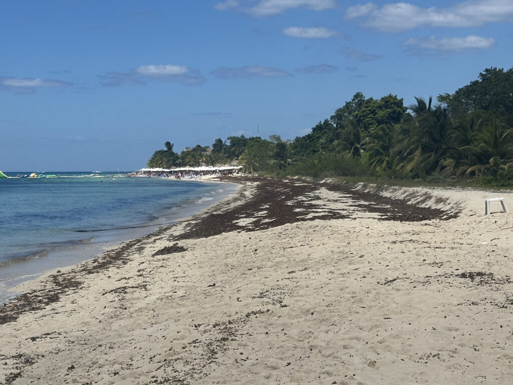 a beach with trees and water