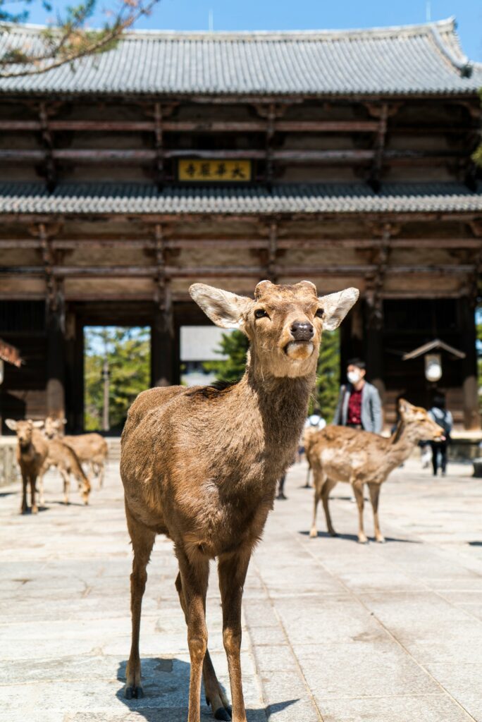 a deer standing in front of a building