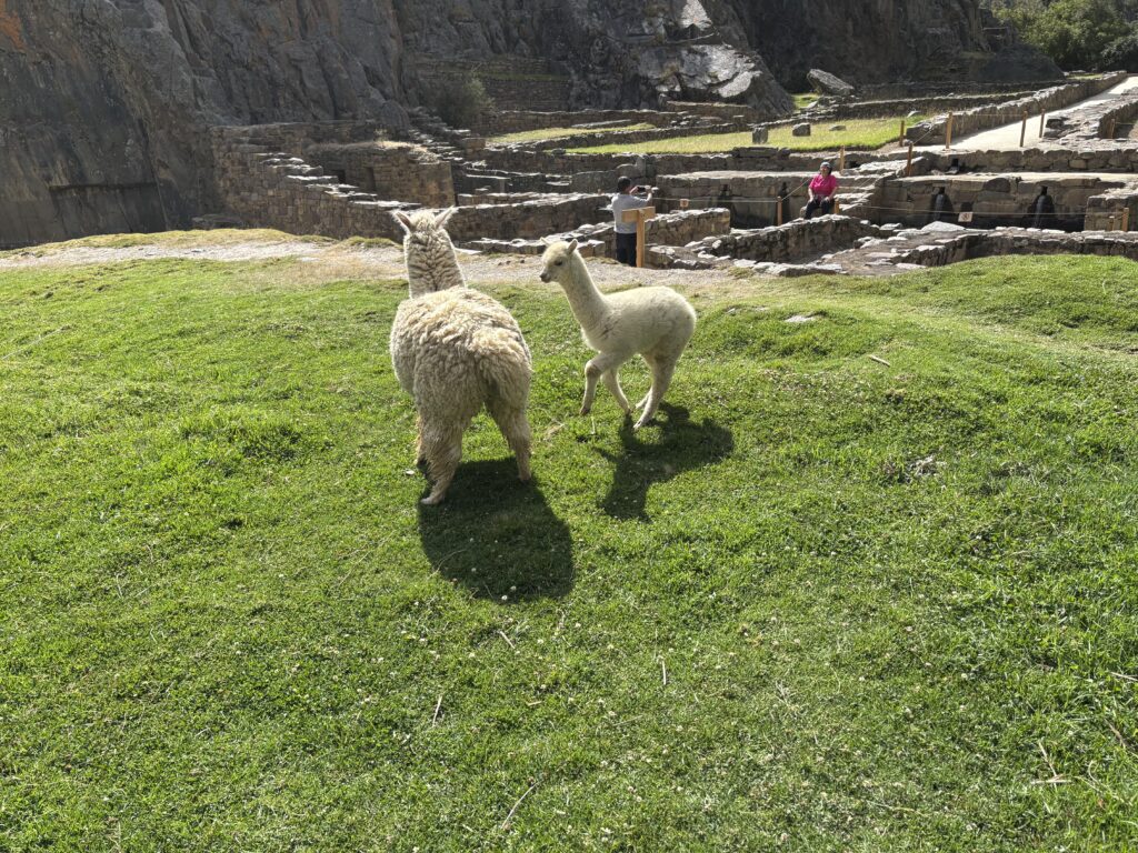 Two alpacas are standing on a grassy area with ancient stone ruins in the background. The scene is set against a rocky hillside, and a few people are visible near the ruins.