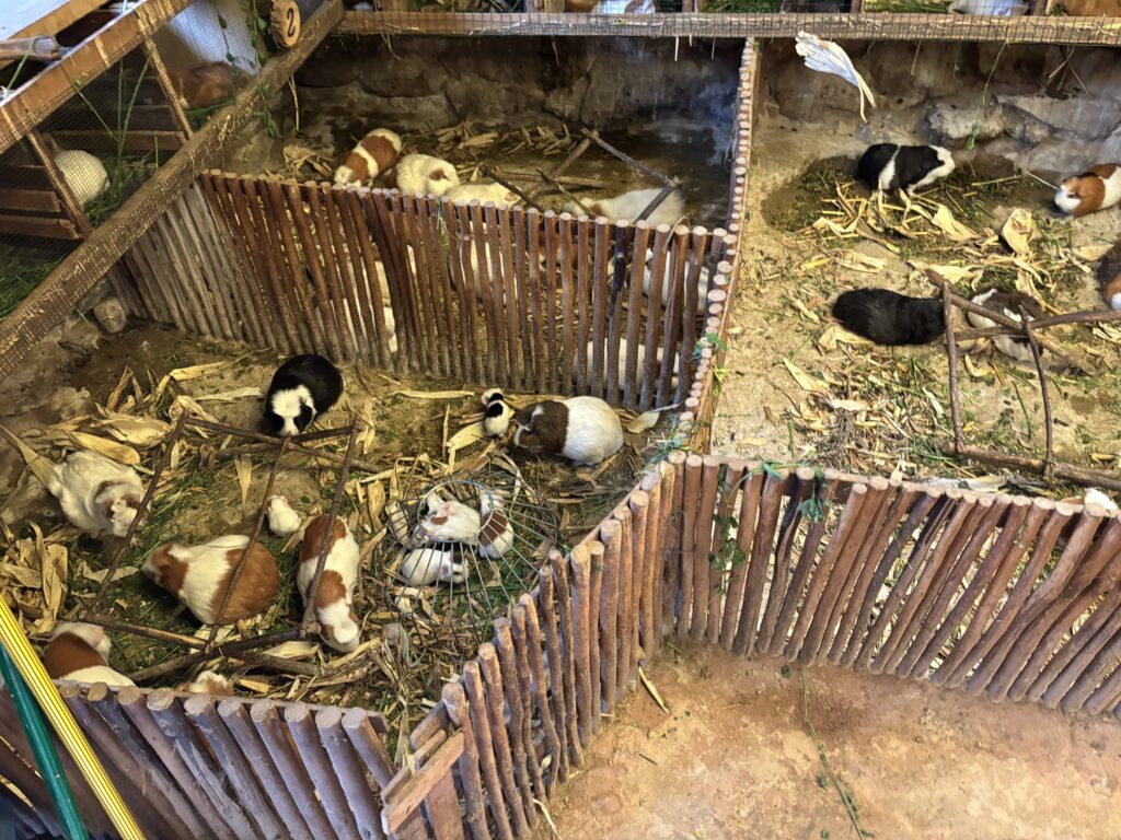 The image shows several enclosures made of wooden fences, each containing multiple guinea pigs. The enclosures are filled with straw and some green vegetation. The guinea pigs are of various colors, including black, white, and brown, and are seen eating or resting. The setting appears to be an indoor or covered area with a dirt floor.