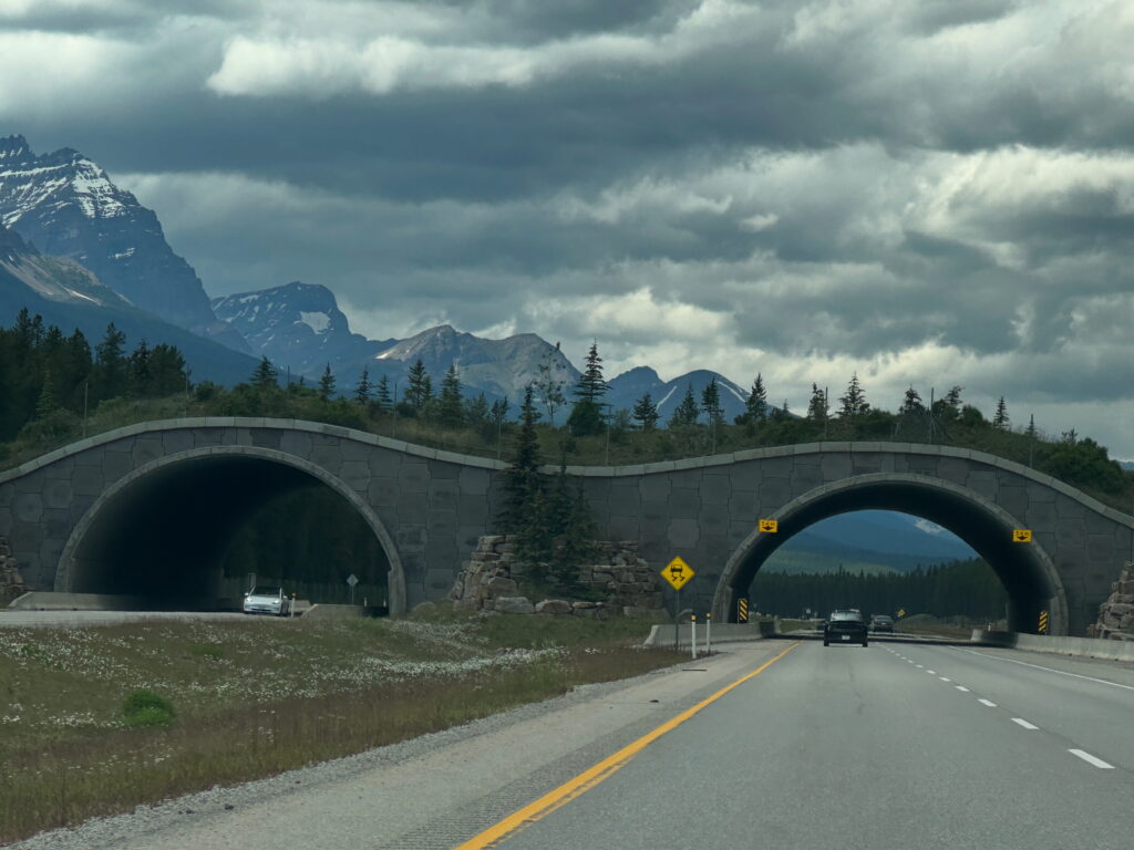 The image shows a highway with two wildlife overpasses, designed to allow animals to safely cross over the road. The overpasses are covered with vegetation and trees, blending into the surrounding forested landscape. In the background, there are mountains with snow-capped peaks under a cloudy sky. Cars are visible on the highway, traveling in both directions.