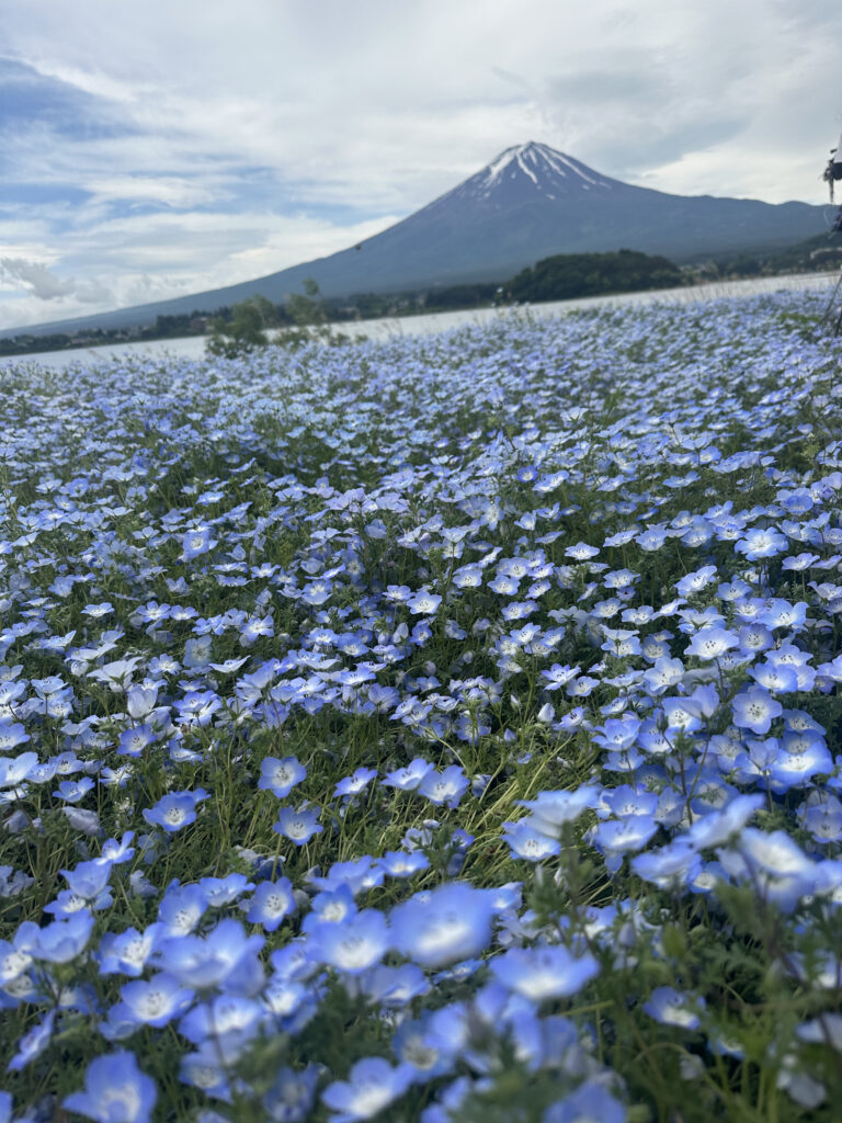 A field of vibrant blue flowers stretches across the foreground, with a majestic snow-capped mountain in the background under a partly cloudy sky.