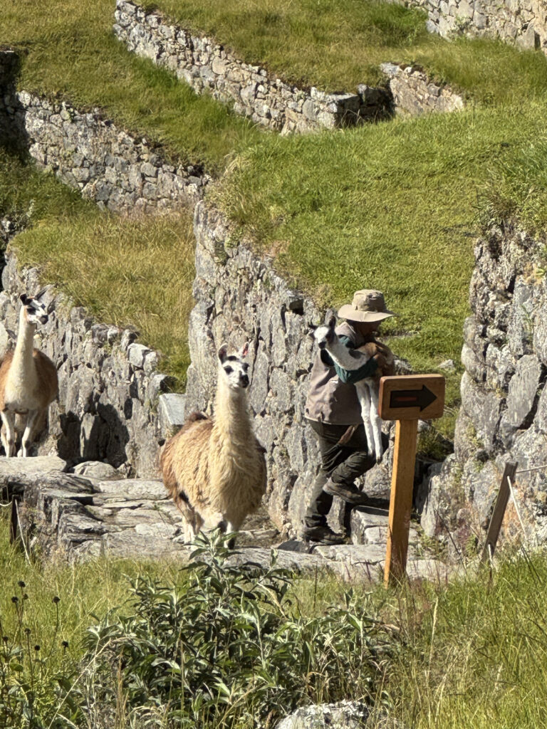 A person wearing a hat is carrying a small llama or alpaca along a stone path in a grassy area with stone walls. Another llama or alpaca is walking behind them. There is a wooden sign with an arrow pointing to the right. The scene appears to be in a hilly or mountainous area.
