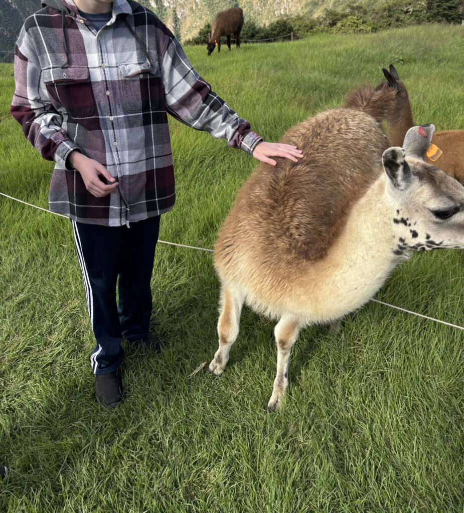 A person wearing a plaid shirt and dark pants is standing on a grassy field, gently touching a llama. Another llama is grazing in the background. The scene is set against a backdrop of steep, green mountains.