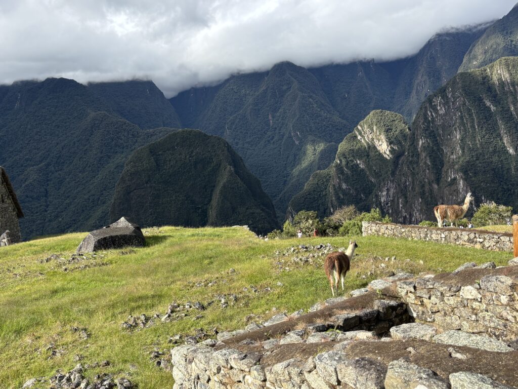 A scenic view of a mountainous landscape with lush green hills under a cloudy sky. In the foreground, there are two llamas standing on grassy terraces made of stone. The background features steep, forested mountains partially covered by clouds.
