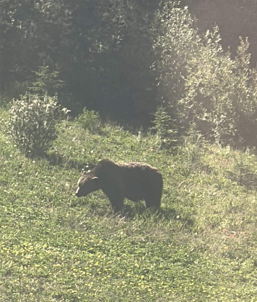 A bear is standing in a grassy field surrounded by dense greenery and trees. The sunlight casts a soft glow over the scene, highlighting the bear's fur and the vibrant green of the grass.