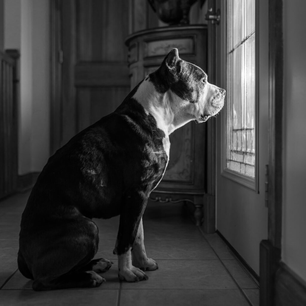 A black and white image of a dog sitting indoors, looking out through a glass door. The dog has a dark coat with a white patch on its neck and face. The room has a tiled floor and wooden furniture in the background. The lighting creates a soft contrast, highlighting the dog's profile.