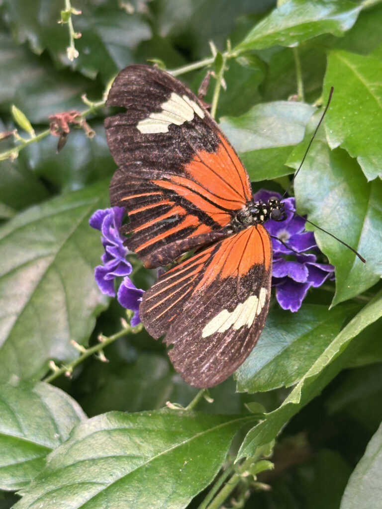 A butterfly with orange and black wings, featuring white spots, is perched on a cluster of small purple flowers. The background consists of lush green leaves.