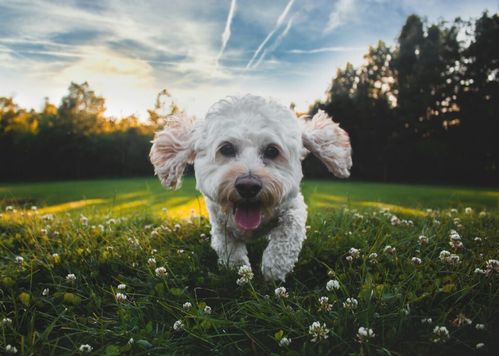 A small, fluffy white dog is running towards the camera with its tongue out, ears flapping, and a happy expression. The dog is in a grassy field with small white flowers, and there are trees and a blue sky with clouds and contrails in the background. The sun is setting, casting a warm glow over the scene.