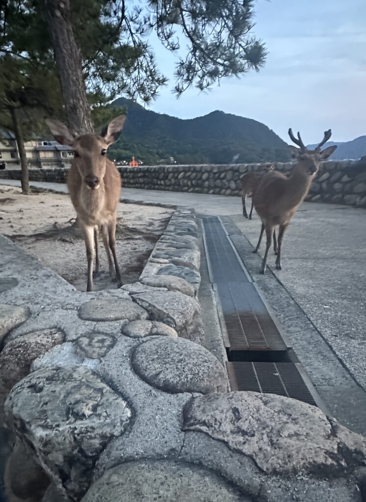 Two deer are standing on a stone path near a tree-lined area. In the background, there are mountains and a stone wall. The sky is clear, suggesting it is either early morning or late afternoon.