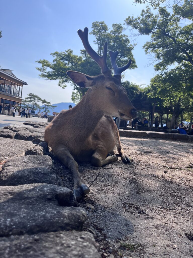 a deer lying on rocks