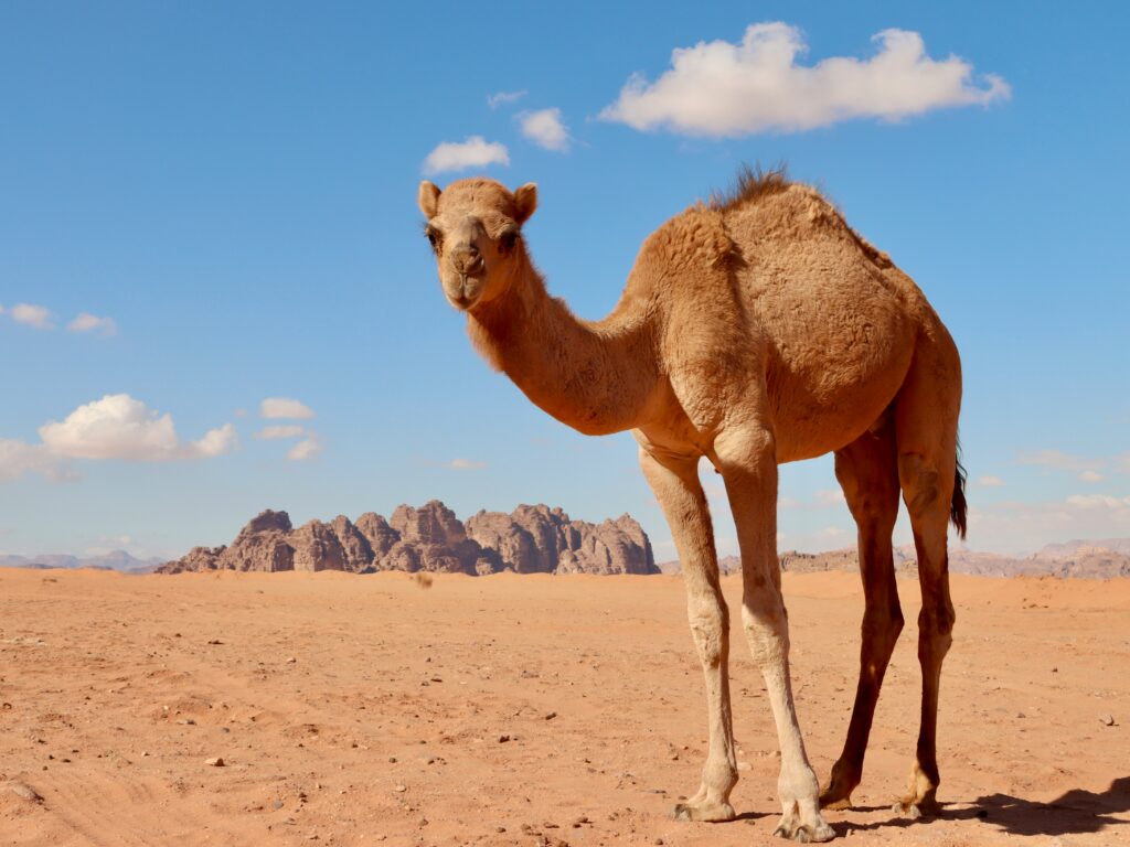 A camel standing on a sandy desert landscape with a clear blue sky and a few clouds. In the background, there are rocky formations.