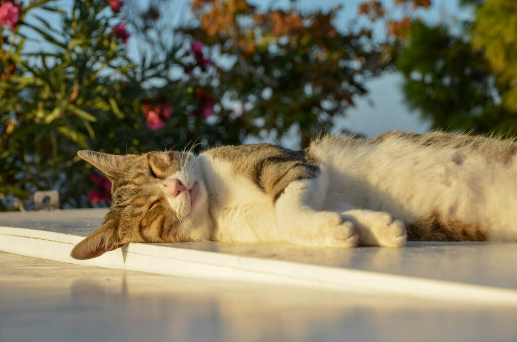 A tabby cat is lying on its side, sleeping peacefully on a sunlit surface. The background features blurred greenery and pink flowers, suggesting a garden setting.