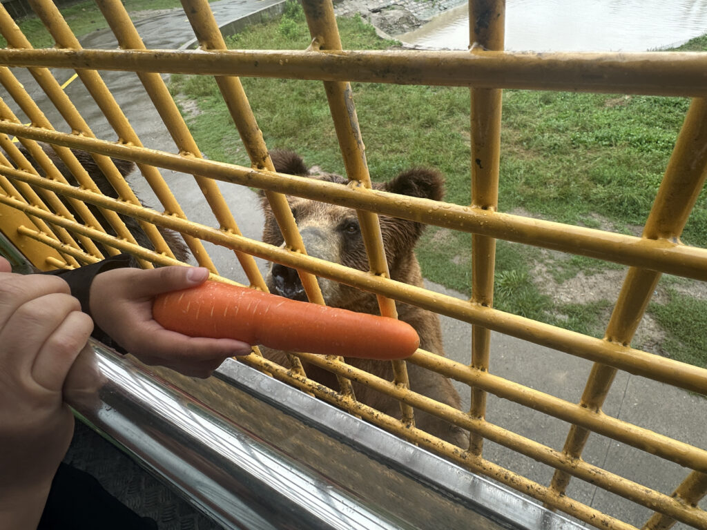 A person is holding a large carrot through a yellow metal fence, offering it to a bear on the other side. The bear is standing on a grassy area near a concrete path and a body of water.