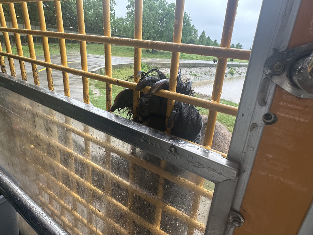The image shows an emu peering through a yellow metal fence. The emu's head is visible, with its beak and feathers poking through the bars. The background includes a grassy area and a paved path, with trees and a cloudy sky in the distance. The fence has a transparent panel below the bars, and there are water droplets on the surface, suggesting recent rain.