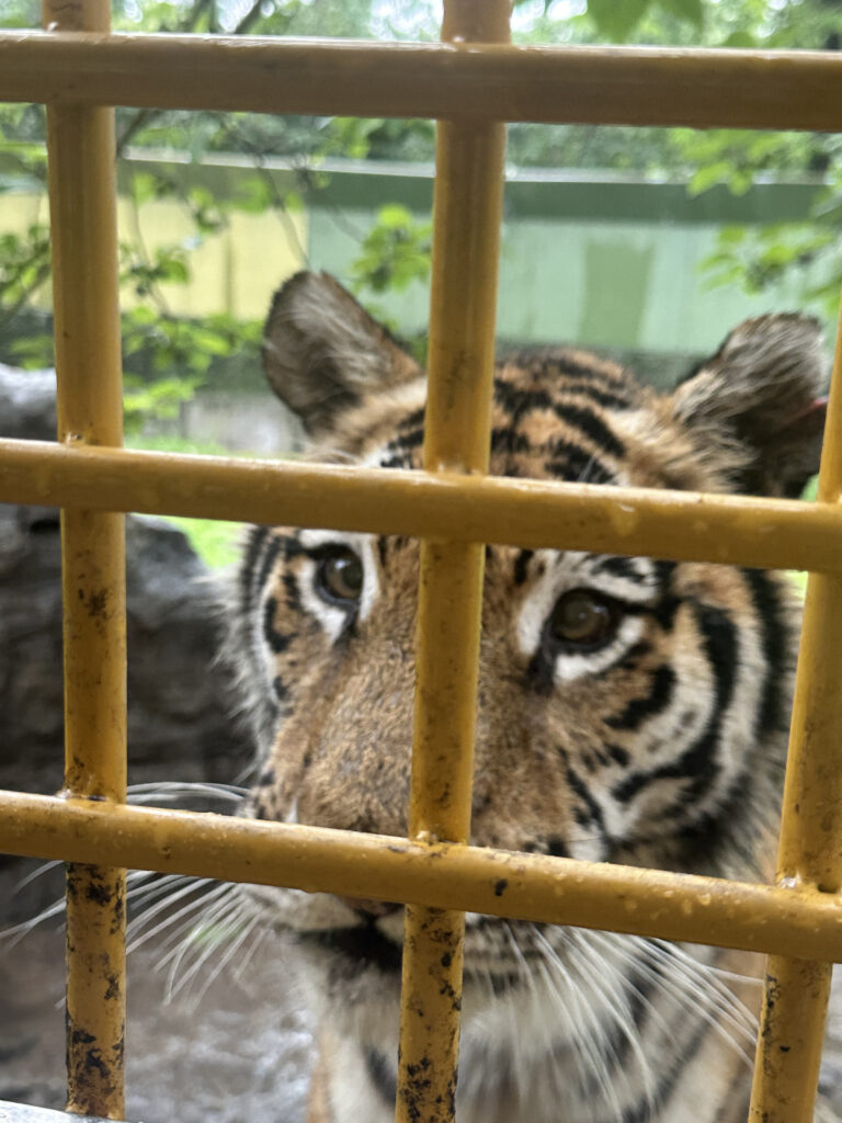 A tiger is seen behind a yellow metal fence, looking directly at the camera. The background is slightly blurred, showing greenery and a structure. The tiger's face is partially obscured by the bars, but its eyes and part of its nose are visible.