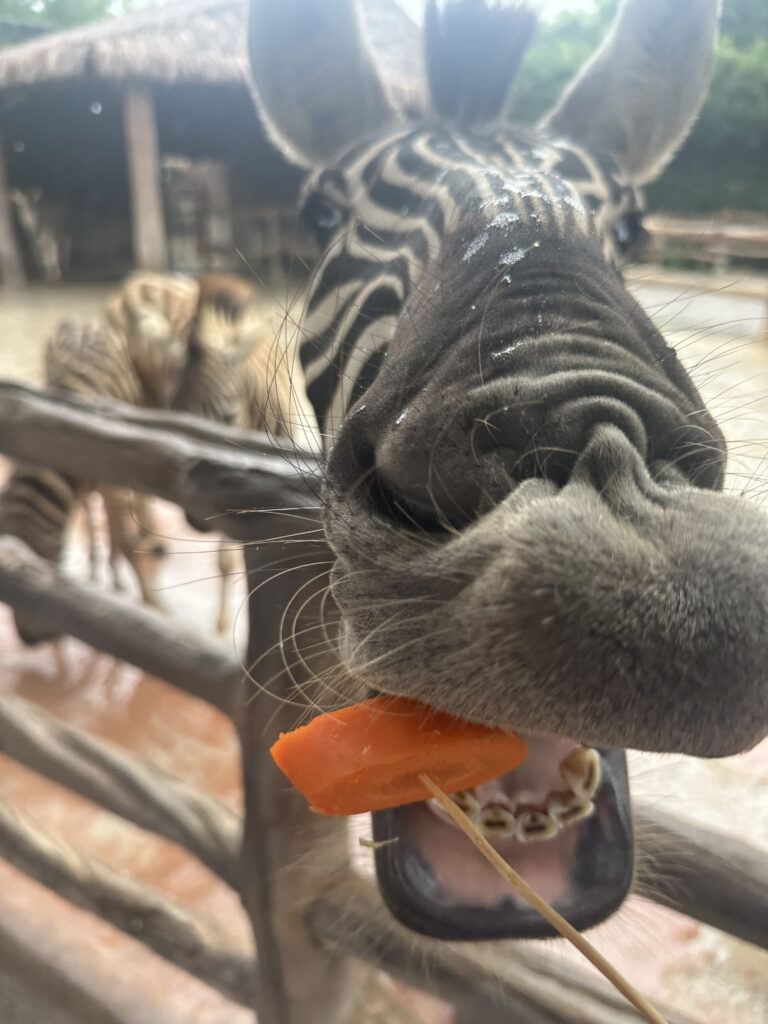 A close-up image of a zebra eating a piece of carrot. The zebra's mouth is open, showing its teeth as it bites the carrot. In the background, another zebra is visible, and there is a wooden fence and a thatched-roof structure.