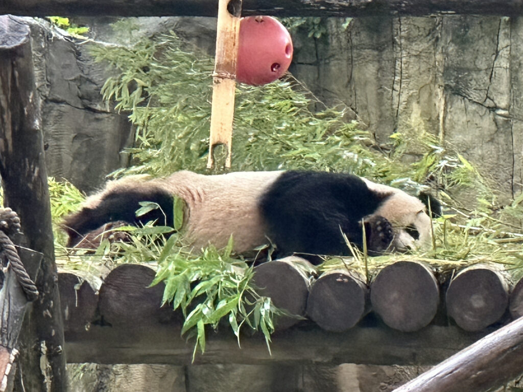 A panda is lying on its side on a wooden platform covered with bamboo leaves. The background features a rocky wall, and there is a red ball hanging above the panda.