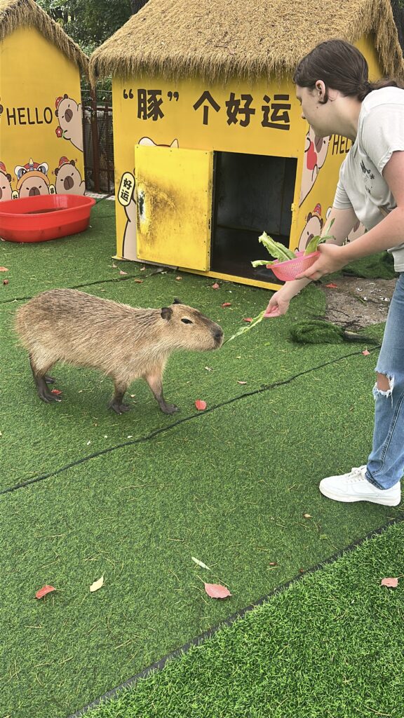 A person is feeding a capybara with leafy greens in an outdoor setting. The capybara is standing on artificial grass near a yellow hut with a thatched roof. The hut has cartoon animal illustrations and text in Chinese and English. A red plastic tub is visible next to the hut.
