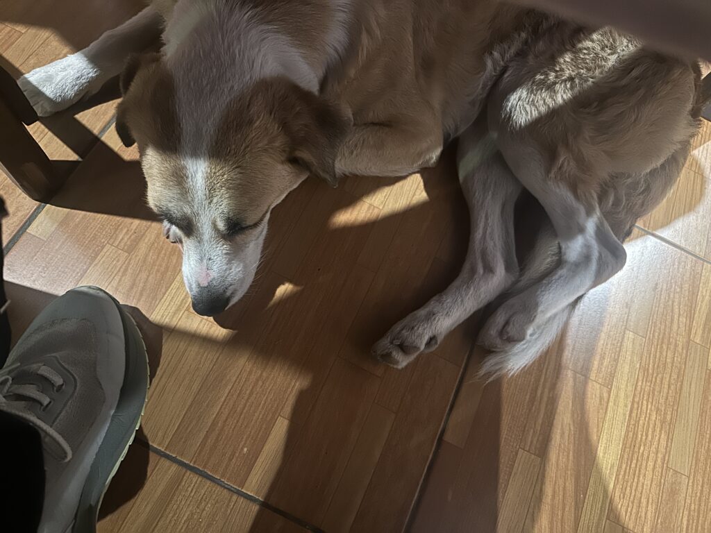 A dog with a light brown and white coat is lying on a wooden floor, resting its head on the ground. The dog's eyes are closed, and it appears to be sleeping. A person's foot wearing a gray sneaker is visible in the lower left corner of the image. Sunlight is casting shadows on the floor.