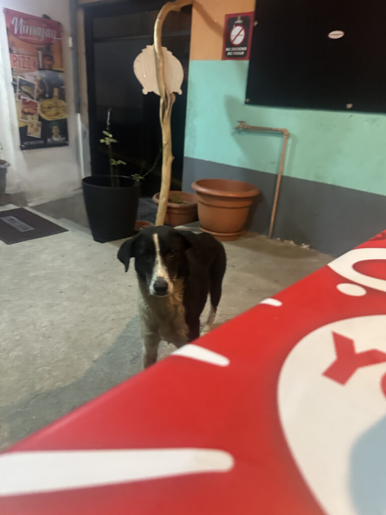 A black and white dog is standing on a concrete floor indoors. In the background, there are potted plants and a wall with a sign prohibiting smoking. A red and white object is partially visible in the foreground.