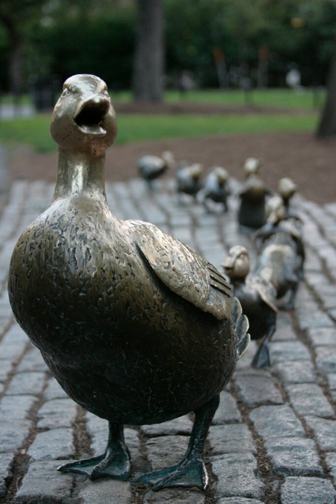 A close-up view of a bronze duck sculpture on a cobblestone path, with several smaller duck sculptures following behind in a line. The background is a blurred park setting with grass and trees.
